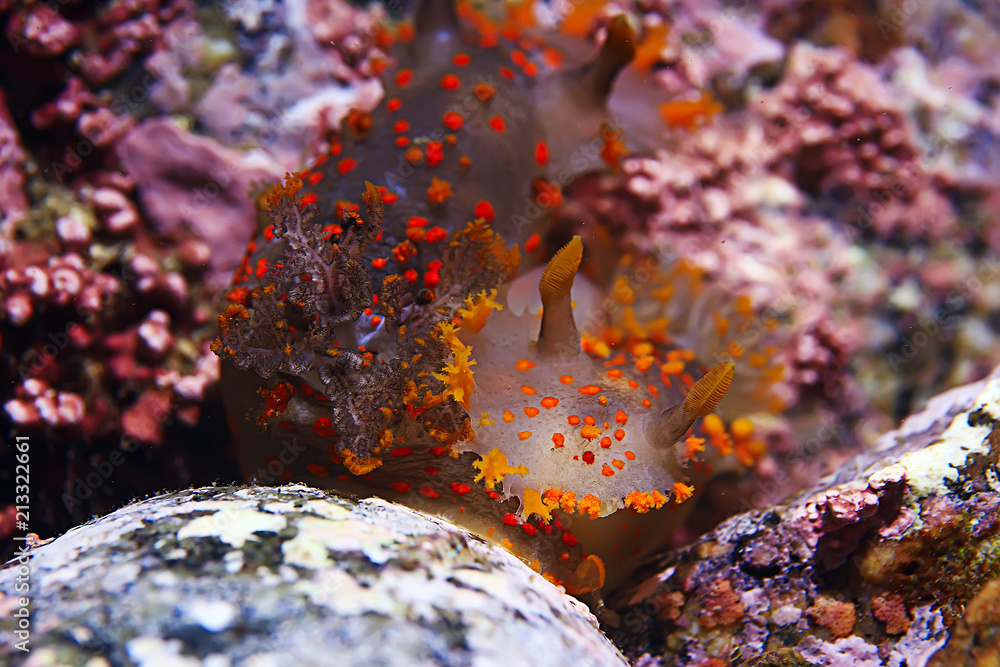 nudibranch clam underwater photo macro