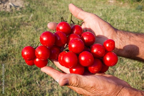Cuadro en lienzo pomodori appena raccolti