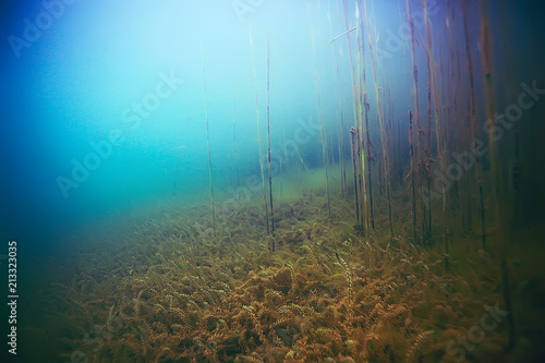 Alga underwater landscape world freshwater pond © kichigin19