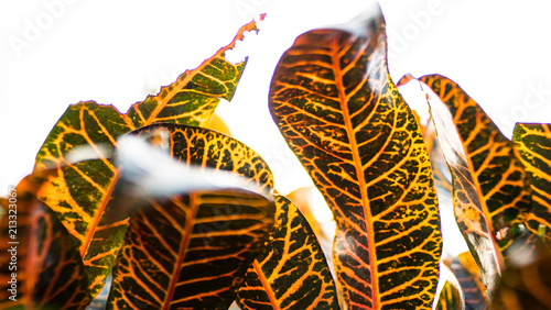 green and yellow plant leaf