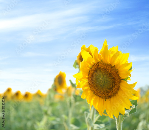 Bright yellow sunflower in field