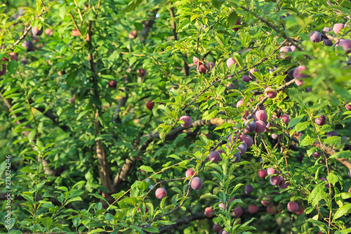 Delicious ripe plums on tree branches in garden