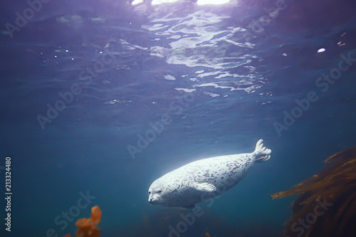 seal underwater photo in wild nature © kichigin19