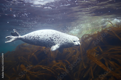 Foto seal underwater photo in wild nature