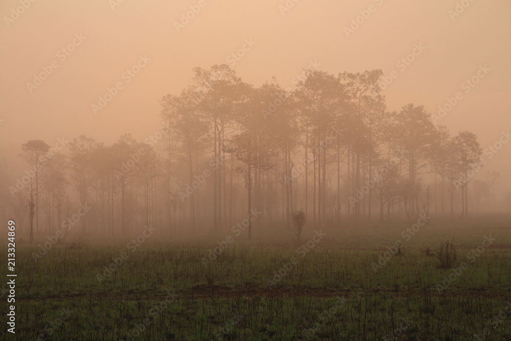 silhouette pine tree forest. multiple layers forest covered in orange morning fog silhouette pine tree forest. multiple layers forest covered in orange morning fog
