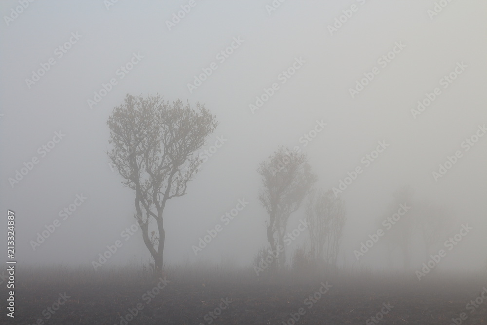 misty morning in the woods. silhouette of trees grove in thick white morning fog. pale color wood obscure by moisture in the mountains forest air. misty morning in the woods. silhouette of trees grove in thick white morning fog. pale color wood obscure by moisture in the mountains forest air.