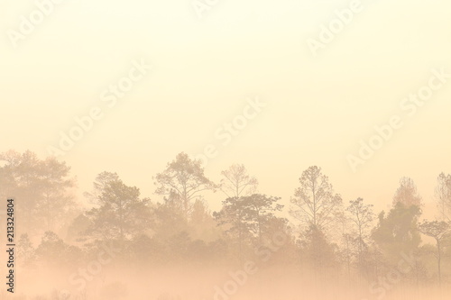 silhouette pine tree forest. multiple layers forest covered in orange morning fog 