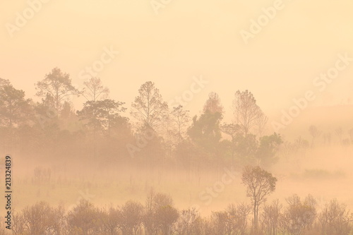 silhouette pine tree forest. multiple layers forest covered in orange morning fog 