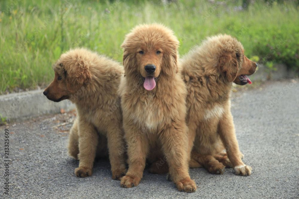 Fototapeta premium Tibetian mastiff