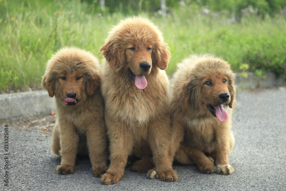 Fototapeta premium Tibetian mastiff