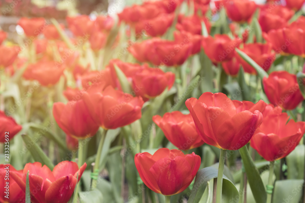 Colorful Tulip flower background in the garden Colorful Tulip flower background in the garden