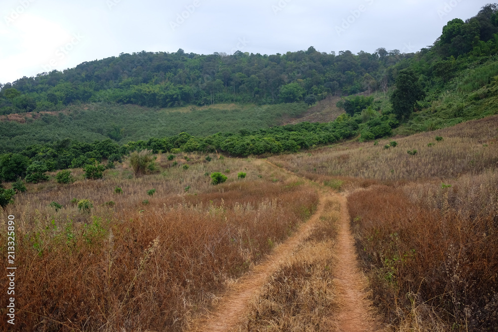 Dry grass field and country path of countryside are on the mountain at Thailand