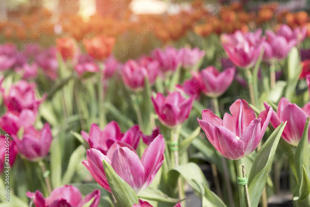 Colorful Tulip flower background  in the garden