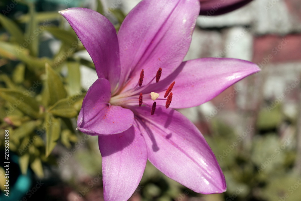 lilies in the macro in the garden lilies in the macro in the garden