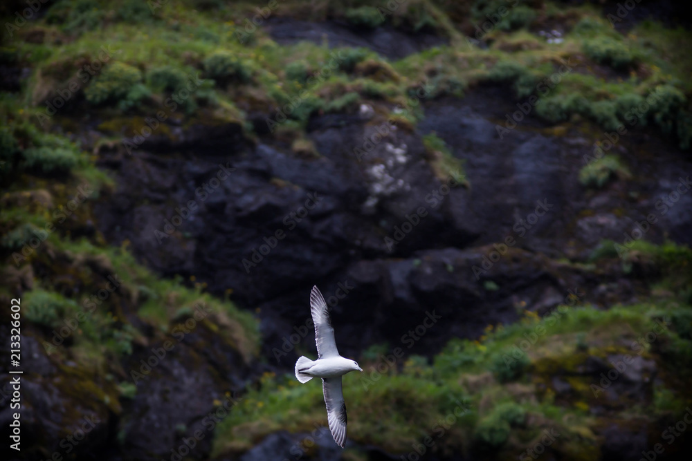 Fototapeta premium gull in flight