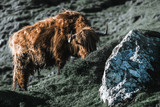 Wild nordic cows with beautiful fur looking into the camera while lying and standing on a green field surrounded by beautiful green mountains and backlight on their fur