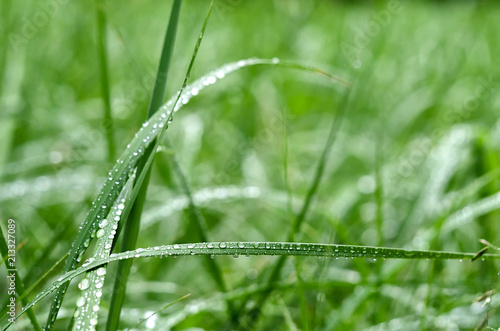 Summer, grass after rain