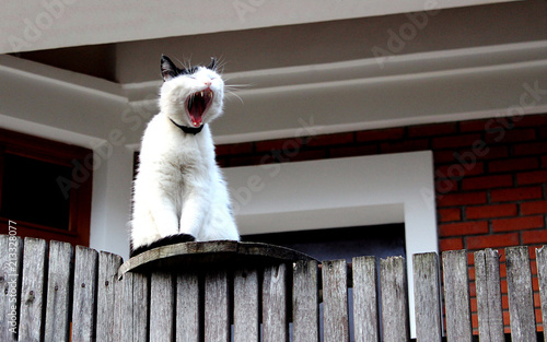 a lazy cat sits on a fence and yawns