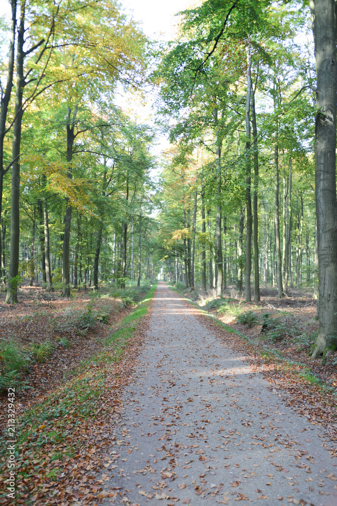 Buchenwald mit Weg Buchenwald mit Weg