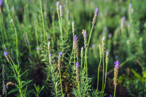 Lavender flowers at sunlight in a soft focus, pastel colors and blur background photo