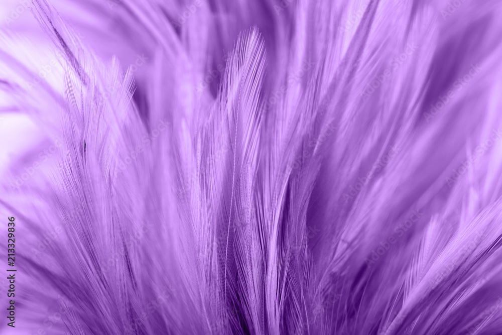 Purple chicken feathers in soft and blur style for background Purple chicken feathers in soft and blur style for background