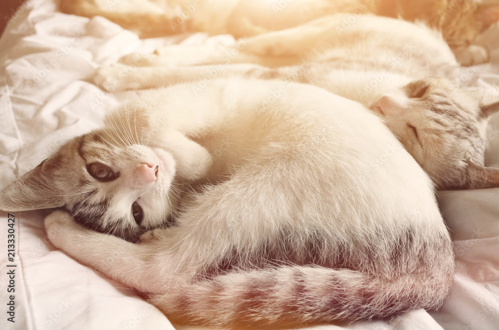 Obraz premium cat lying on bed