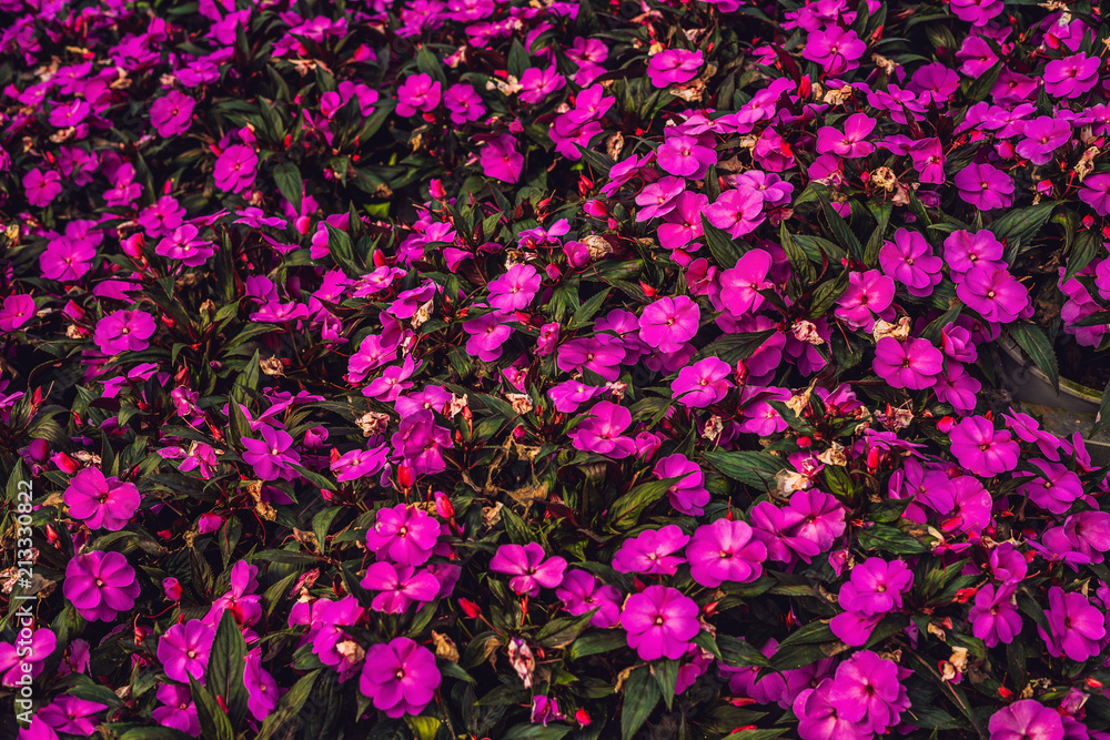 Purple flowers texture closeup. Purple flowers and leaves background