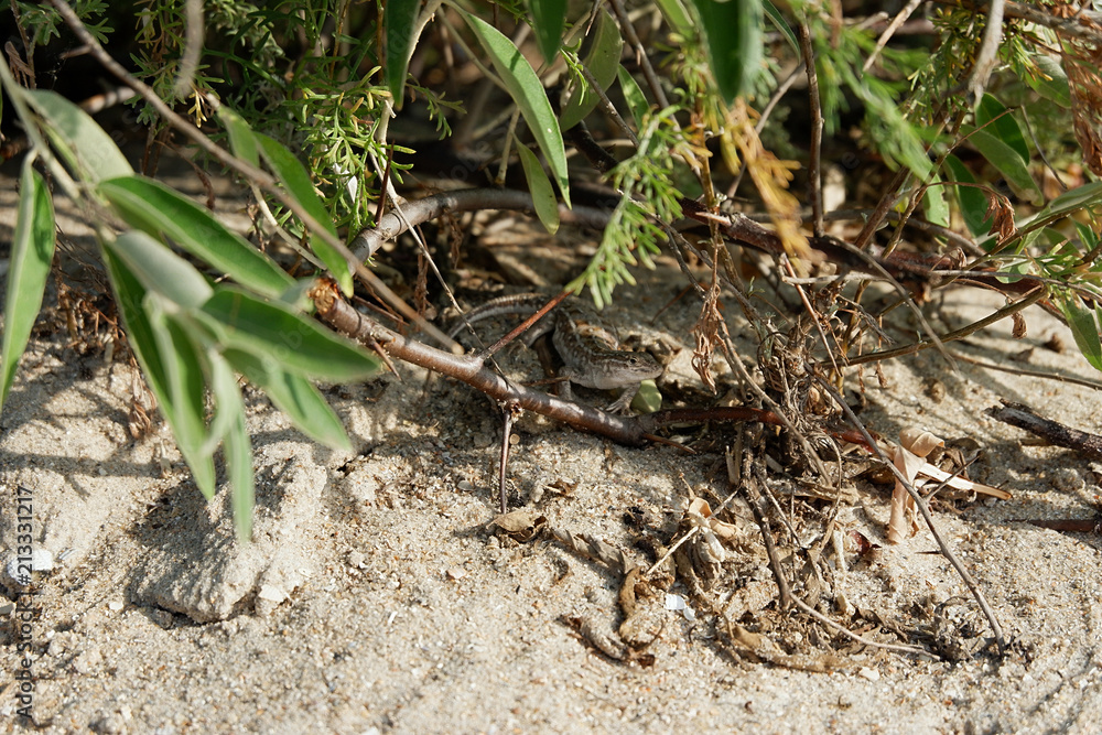 Lizard in the sand, hiding near the tree. Wild nature. Lizard in the sand, hiding near the tree. Wild nature.