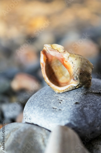 Beautiful, unusual sea shell, lies on a smooth pebble, on the seashore