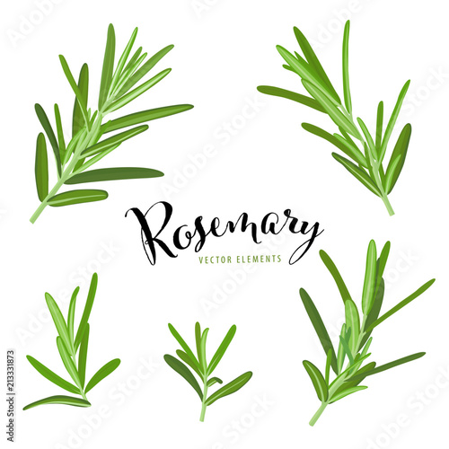 Branch of green rosemary leaves on white background template. Vector set of element for advertising, packaging design of condiment products. photo