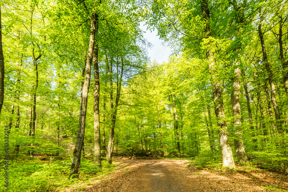 Beautiful spring forest landscape with in area of mill stone and ice caves and beech trees in volcanic Eifel at Roth, Gerolstein Germany Beautiful spring forest landscape with in area of mill stone and ice caves and beech trees in volcanic Eifel at Roth, Gerolstein Germany