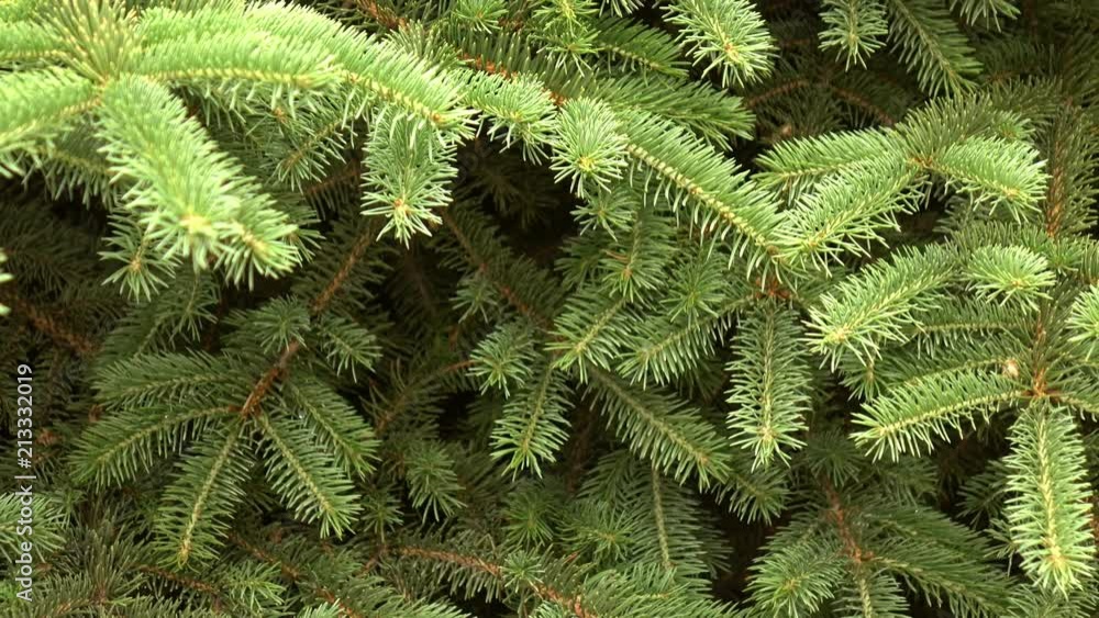 green fir tree branch moving in the light wind breeze. Closeup. green fir tree branch moving in the light wind breeze. Closeup.