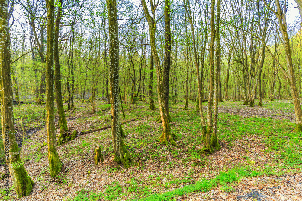 During sunrise awakening beech forest with soft green leaves in German Vulkaneifel in Gerolstein with Brown fallen leaves and by rain water eroded gullies During sunrise awakening beech forest with soft green leaves in German Vulkaneifel in Gerolstein with Brown fallen leaves and by rain water eroded gullies
