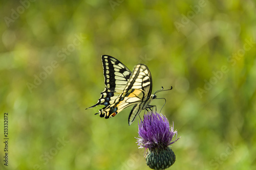 Motyl paź królowej © darekb22