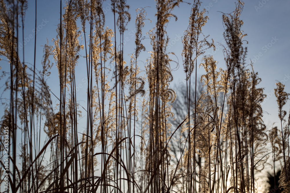 Grasses that have gone to seed provide texture and vertical shapes Grasses that have gone to seed provide texture and vertical shapes