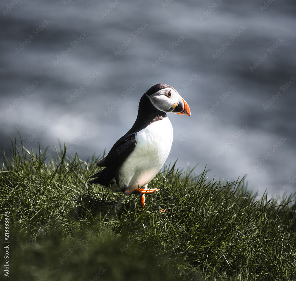 Fototapeta premium Puffin birds with orange peckers and black and white bodies looking to the right while sitting on green grass with the blue ocean as blurry background on the island Mykines on the Faroe Islands 
