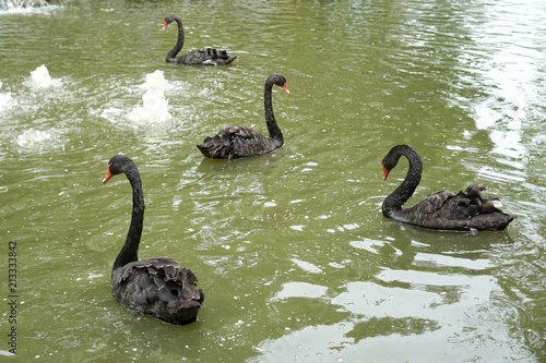 Fototapeta Naklejka Na Ścianę i Meble -  Black swan in the fish pond.