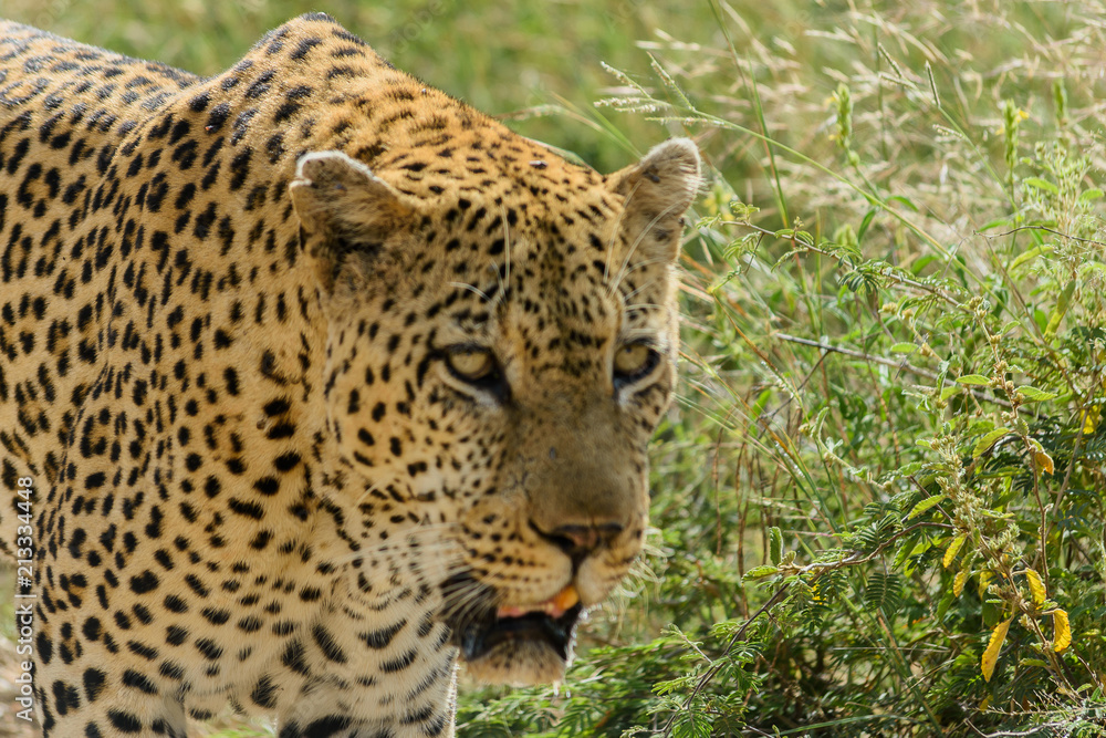 Leopard Leopard