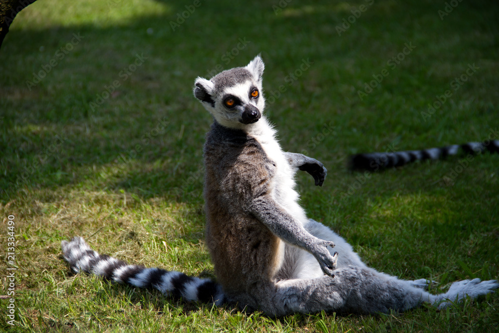 Fototapeta premium Ein Katta auf dem Boden sitzend in die Kamera blickend in Nahaufnahme