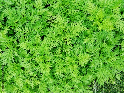 Green Leaves pattern    texture background.