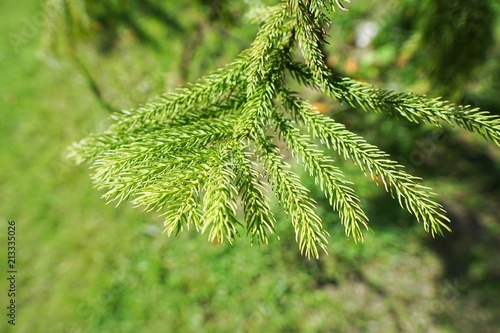 Soft Focus of branch and leaves pine tree in the morning, Ecological Concept, Space for text in template (Nolfolk island pine, Aruacaria heterophylla, ARUCARIACEAE) photo