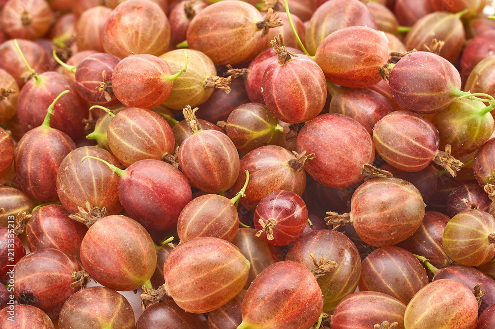 fresh berries of red gooseberries fresh berries of red gooseberries