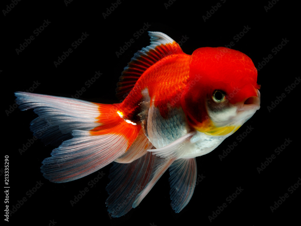 goldfish in isolated goldfish in isolated