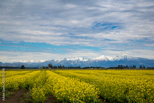 A canola or rapeseed crop in flower is a burst of gold in a rural field