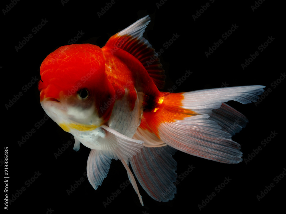 goldfish in isolated goldfish in isolated