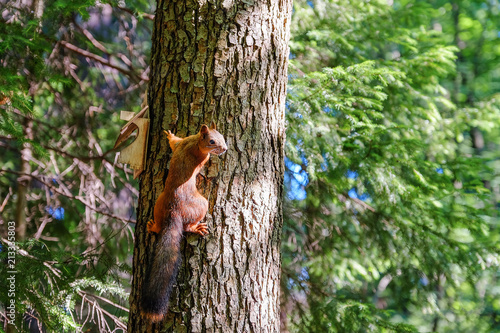 Red squirrel sitting on the trunk of a tree. In the background, the trees are illuminated by the sun.