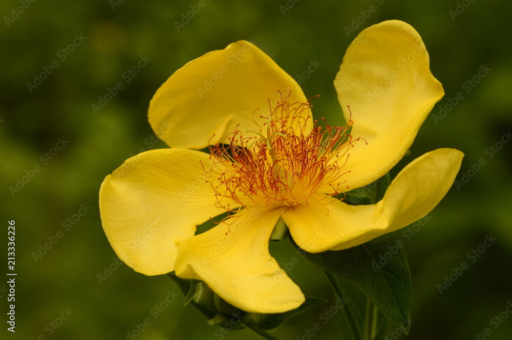 yellow large forest flower