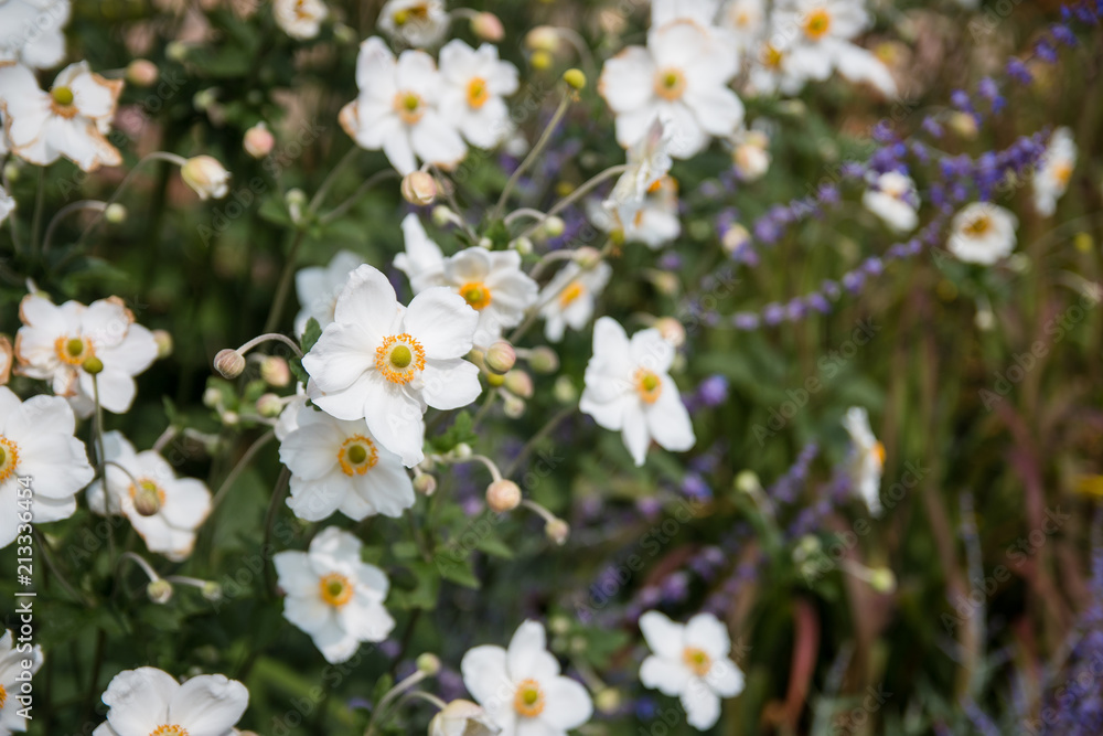 White flowers White flowers