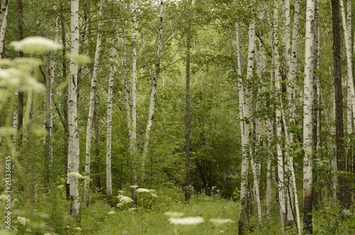 dense birch forest