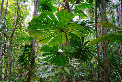 Tropical plants in the mangrove in the Daintree rainforest wet tropics area near Cape Tribulation  Far North Queensland  Australia